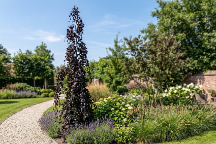 Bruine treurbeuk - Fagus sylvatica 'Black Swan'