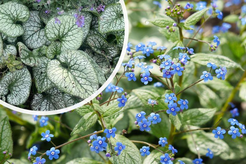 Kaukasische vergeet mij niet - Brunnera macrophylla 'Jack Frost'