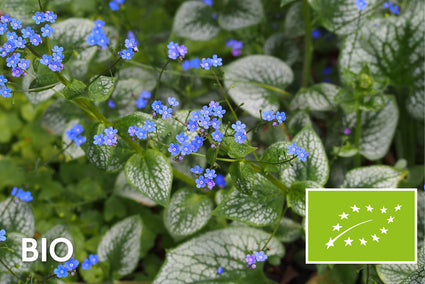 Biologisch Kaukasische vergeet mij niet - Brunnera macrophylla 'Sea Heart'