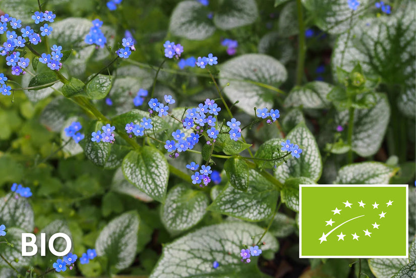 Biologisch Kaukasische vergeet mij niet - Brunnera macrophylla 'Sea Heart'