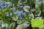 Biologisch Kaukasische vergeet mij niet - Brunnera macrophylla 'Sea Heart'