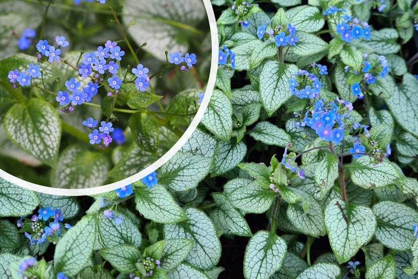 Kaukasische vergeet mij niet - Brunnera macrophylla