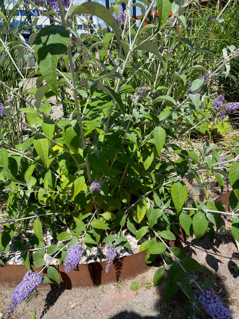 Vlinderstruik - Buddleja davidii 'Ile de France'