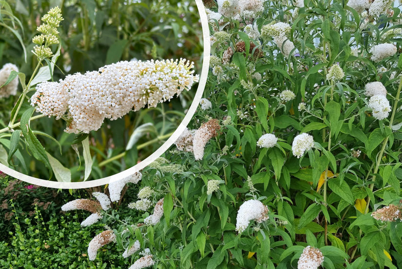 Vlinderstruik (wit) - Buddleja davidii 'White Profusion'