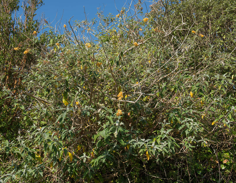 Vlinderstruik - Buddleja weyeriana 'Sungold'