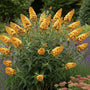Vlinderstruik - Buddleja weyeriana 'Sungold'