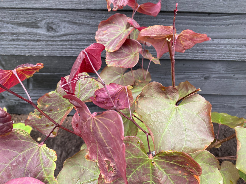 Paarse Judasboom - Cercis canadensis 'Forest Pansy'