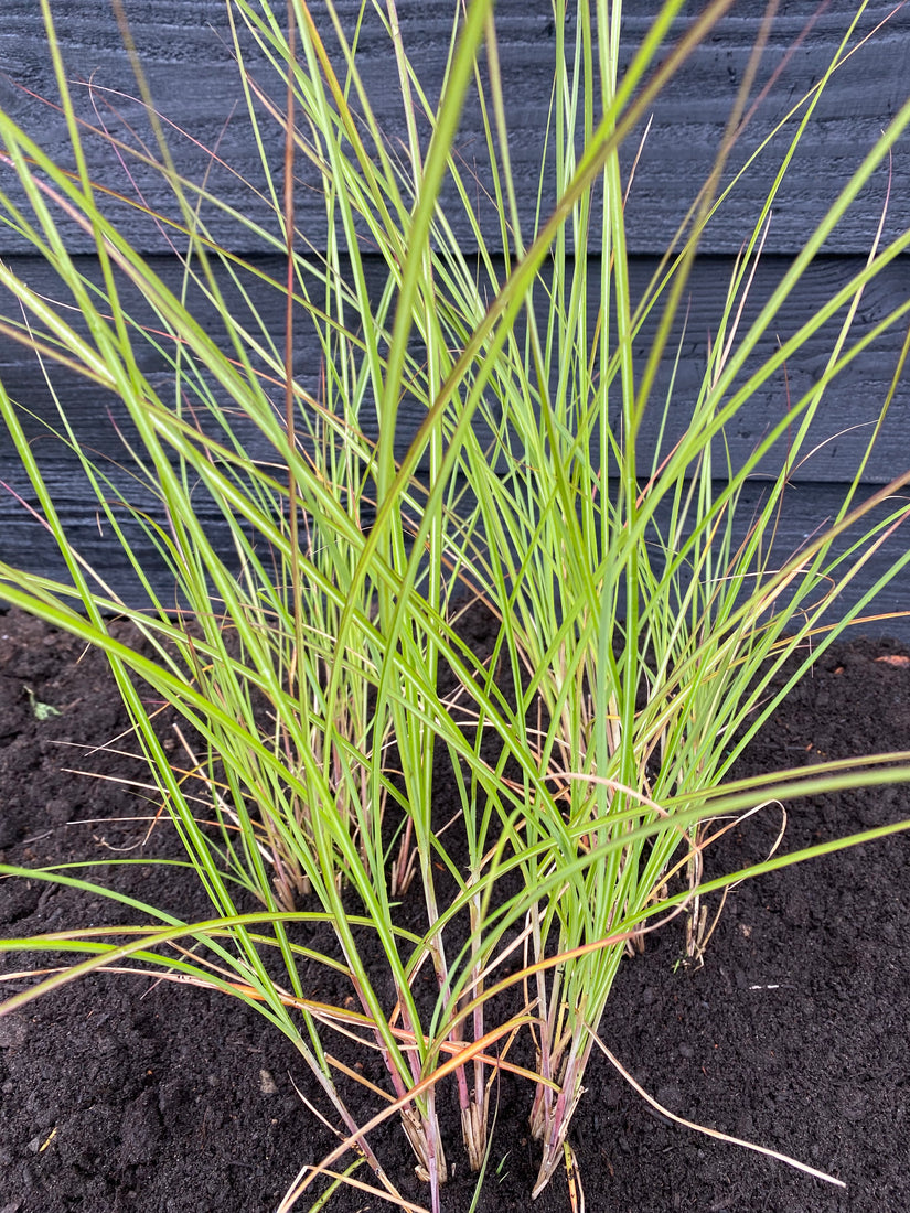 Prachtriet - Miscanthus sinensis 'Gracillimus'