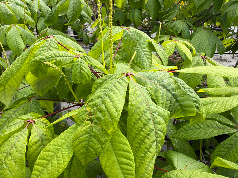 Herfstpaardenkastanje - Aesculus parviflora