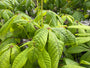 Herfstpaardenkastanje - Aesculus parviflora
