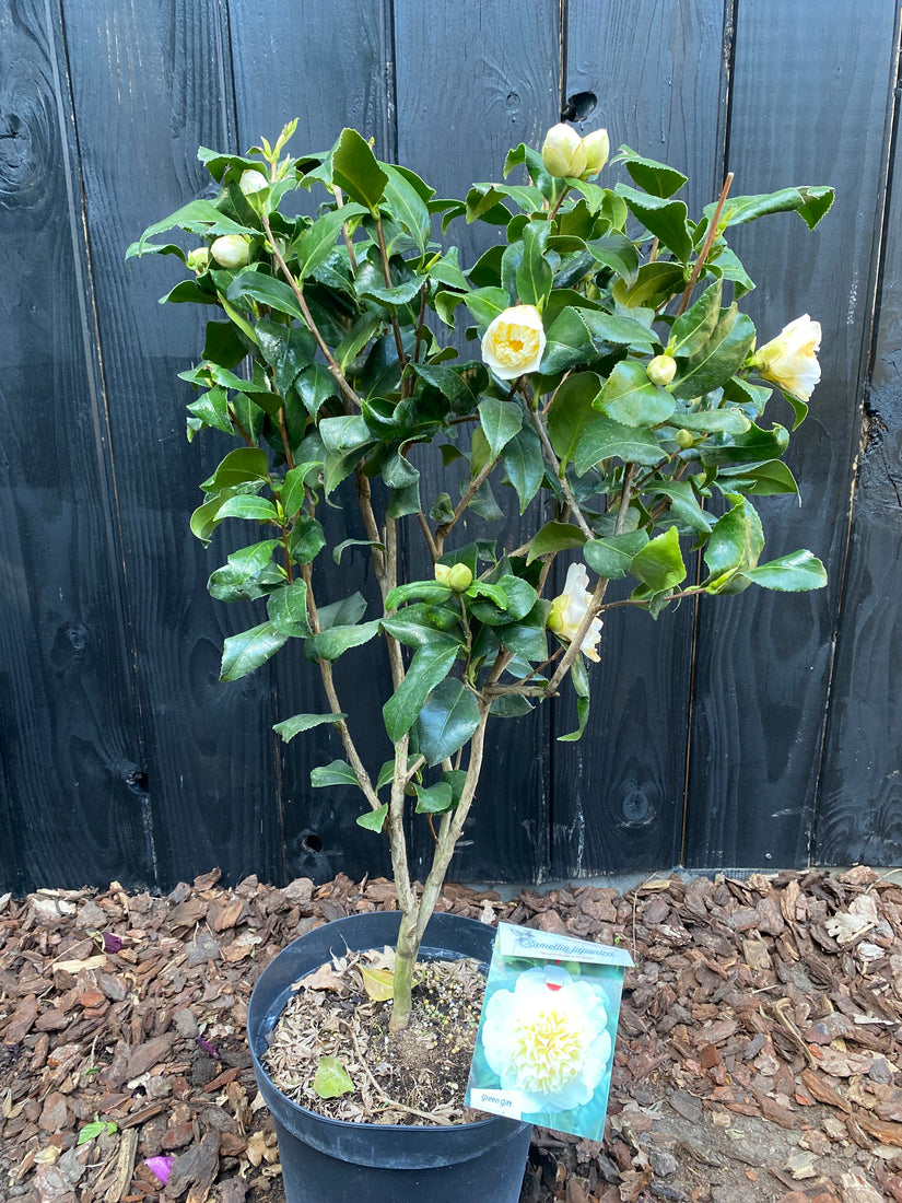 Camelia (Licht geel) - Camellia japonica 'Brushfield's Yellow'