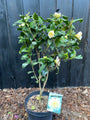 Camelia (Licht geel) - Camellia japonica 'Brushfield's Yellow'