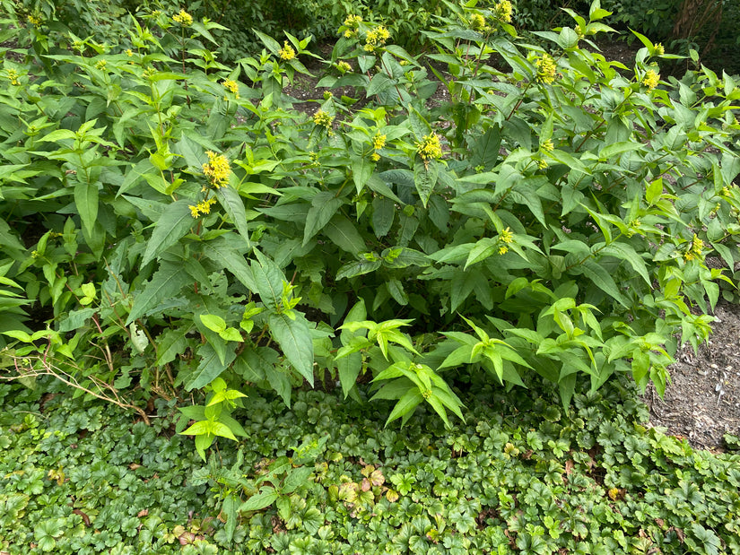 Boskamperfoelie - Diervilla sessilifolia 'Butterfly'