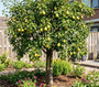 Perenboom - Pyrus communis 'Williams'