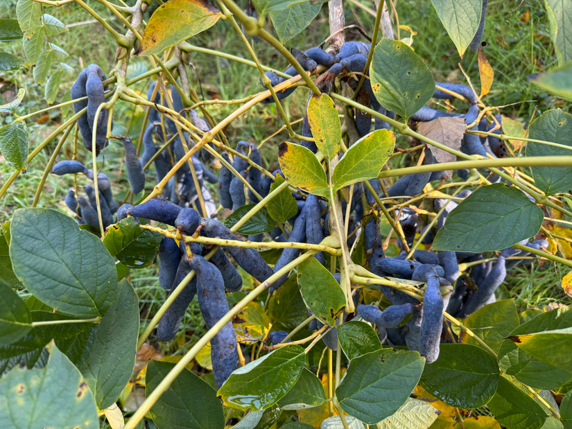 Augurkenstruik - Decaisnea fargesii