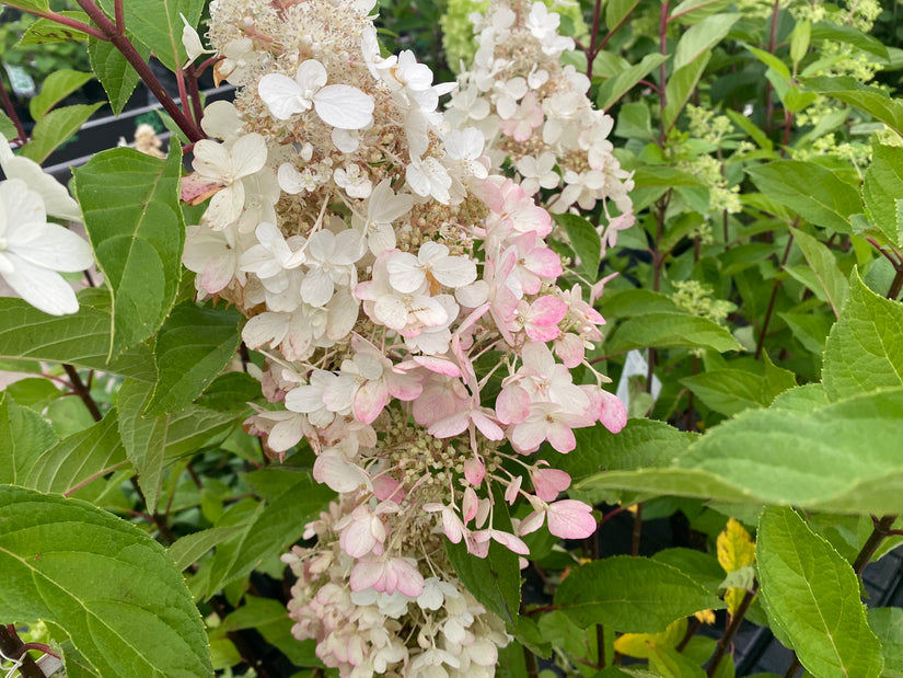 Pluimhortensia - Hydrangea paniculata 'Pinky Winky'