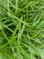 Japanse zegge - Carex oshimensis 'Everlime'