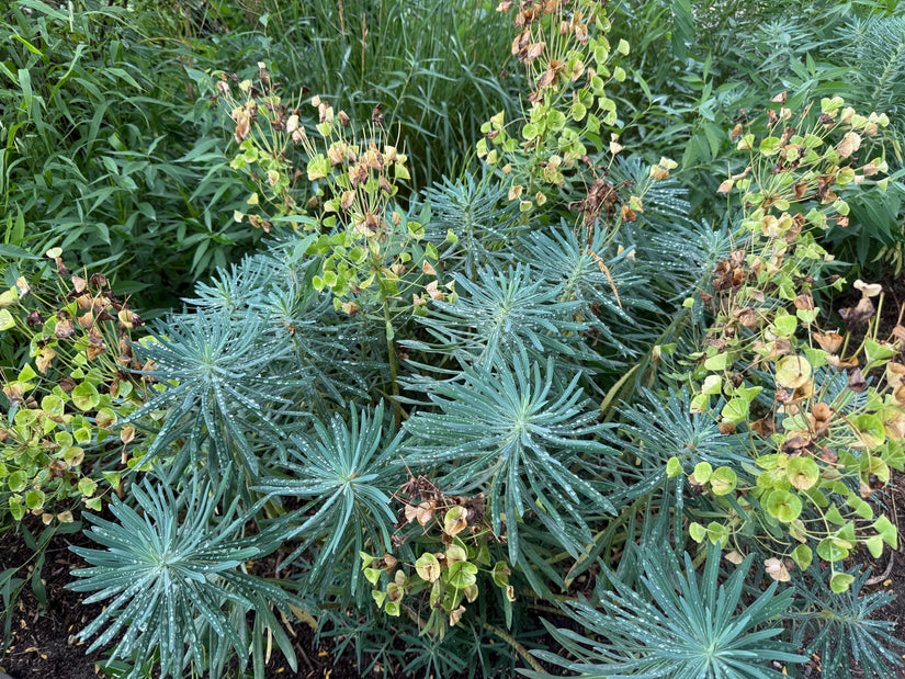 Wolfsmelk - Euphorbia characias
