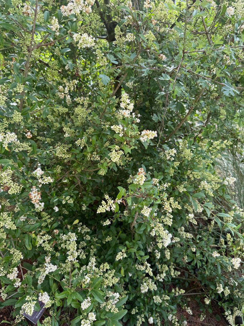 Liguster struik kopen Ligustrum vulgare - haagplanten