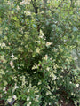Gewone Liguster (inheems) - Ligustrum vulgare