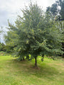 Zomerlinde - Tilia platyphyllos