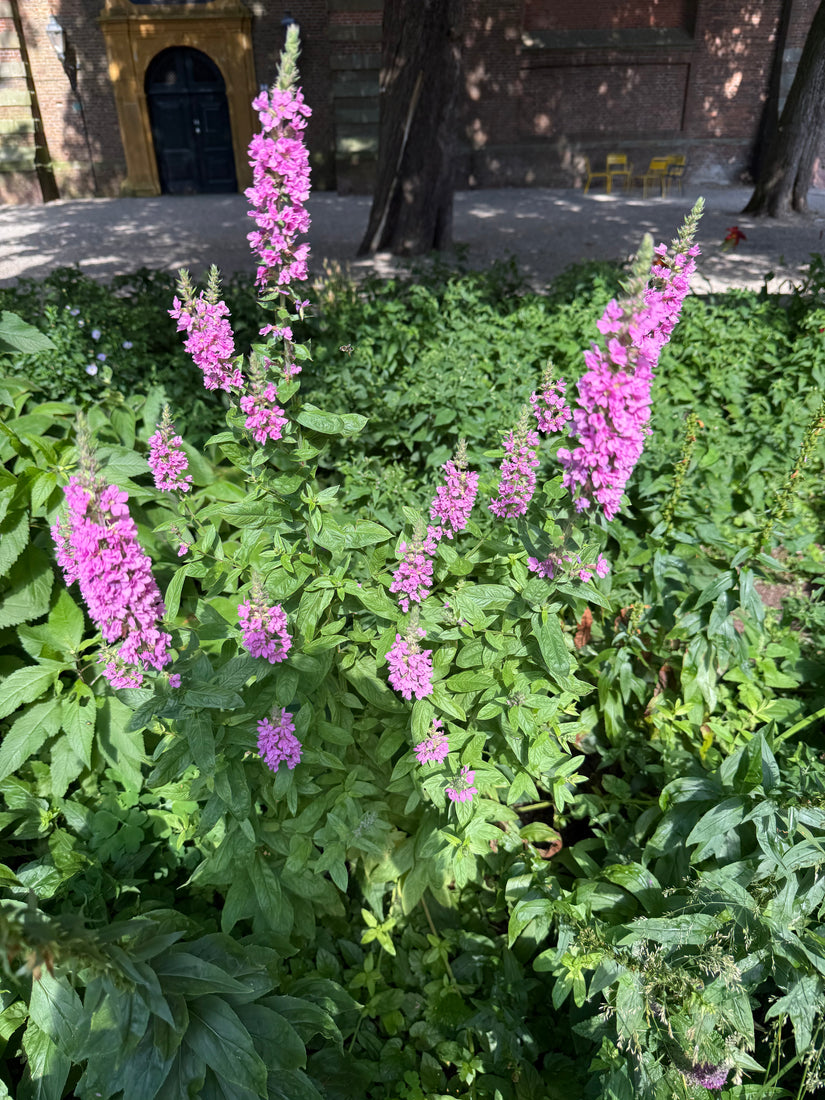 Grote kattenstaart - Lythrum salicaria