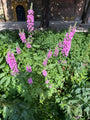 Grote kattenstaart - Lythrum salicaria