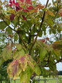 Reuzenkornoelje - Cornus Controversa hoogstam boom