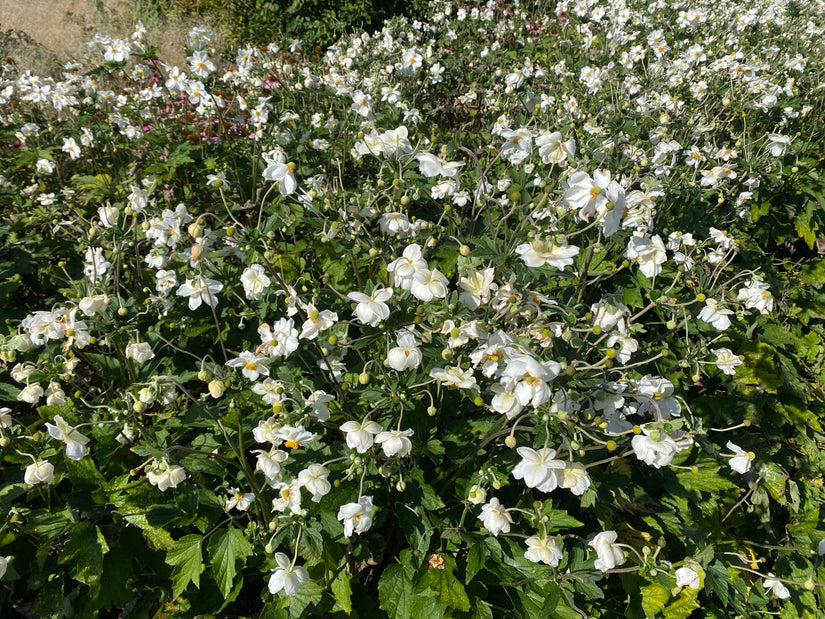 Herfstanemoon Wit (Hoogte 90 cm) - Anemone x hybrida 'Honorine Jobert' TIP