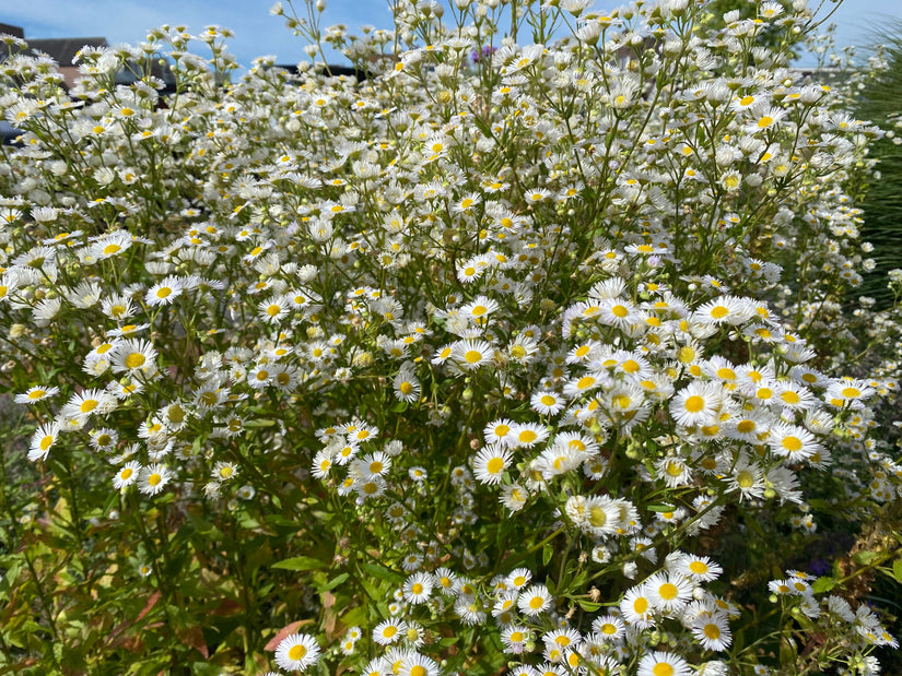 Zomerfijnstraal - Erigeron annuus