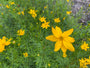 Biologisch Meisjesogen - Coreopsis verticillata 'Grandiflora'