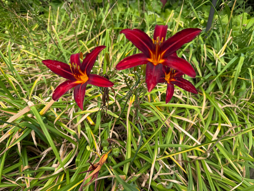 Biologisch Daglelie - Hemerocallis 'Crimson Pirate'
