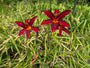 Biologisch Daglelie - Hemerocallis 'Crimson Pirate'