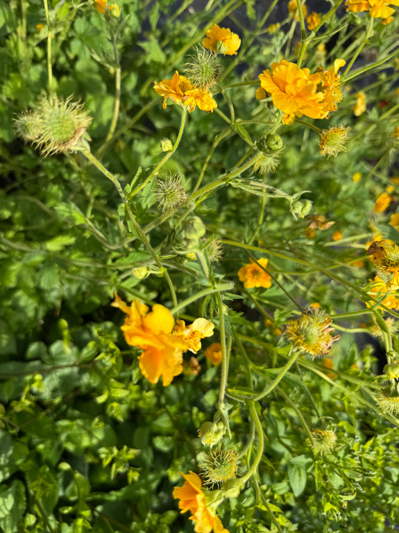 Nagelkruid (Geel) - Geum chiloense 'Lady Stratheden'