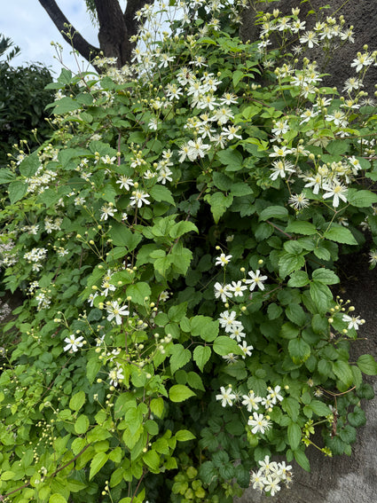 Grootbloemige Bosrank (Wit) - Clematis Vitalba (inheems)