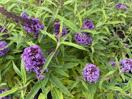 Vlinderstruik - Buddleja davidii 'Purple Emperor'