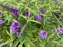 Vlinderstruik - Buddleja davidii 'Purple Emperor'
