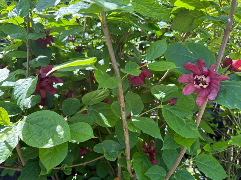 Specerijstruik - Calycanthus floridus