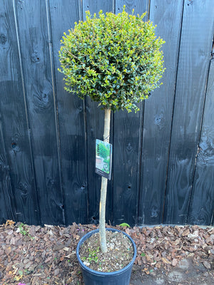 Op stam 80 cm, C15