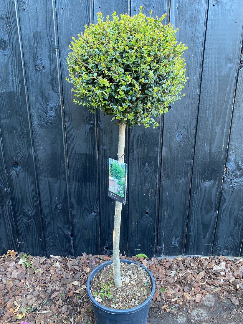 Wintergroene Liguster op stam - Ligustrum Jonandrum / Delavayanum halfstam