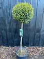 Wintergroene Liguster op stam - Ligustrum Jonandrum / Delavayanum halfstam