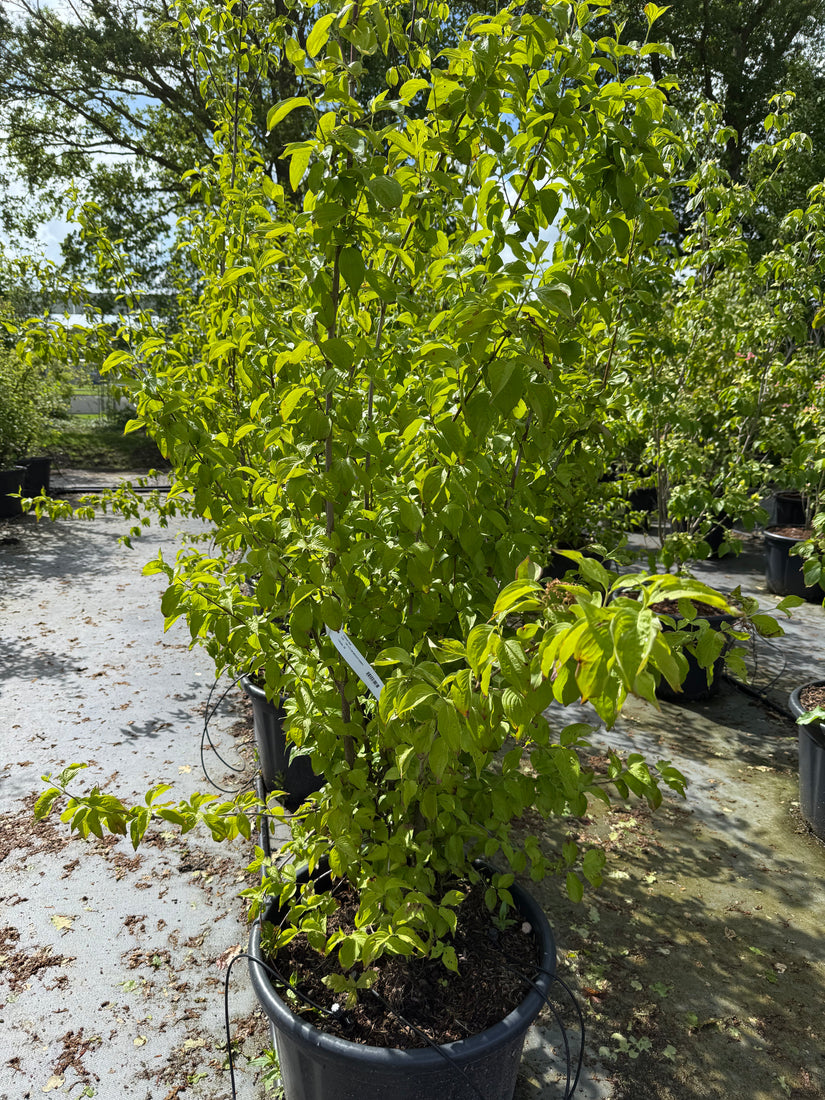 Gele kornoelje - Cornus mas (Inheemse sierheesters)