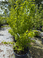 Gele kornoelje - Cornus mas (Inheemse sierheesters)