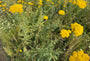 Biologisch Duizendblad - Achillea filipendulina 'Cloth of Gold'