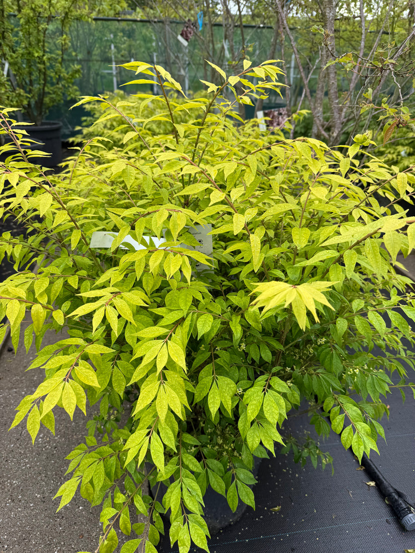 Gevleugelde Kardinaalsmuts - Euonymus alatus 'Compactus'