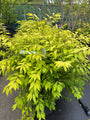 Gevleugelde Kardinaalsmuts - Euonymus alatus 'Compactus'