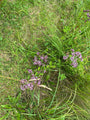 Biologisch Wilde marjolein - Origanum vulg. 'Compactum'