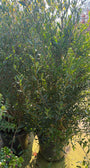 Steenlinde (Meerstammig) - Phillyrea angustifolia