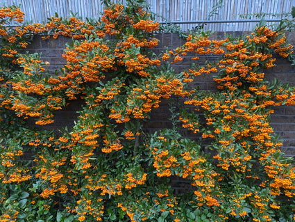 Vuurdoorn (Oranje) - Pyracantha 'Orange Glow'