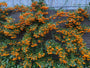 Vuurdoorn (Oranje) - Pyracantha 'Orange Glow'